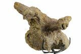 Hadrosaur (Edmontosaurus) Cervical Vertebra w/ Stand - Wyoming #377738-4